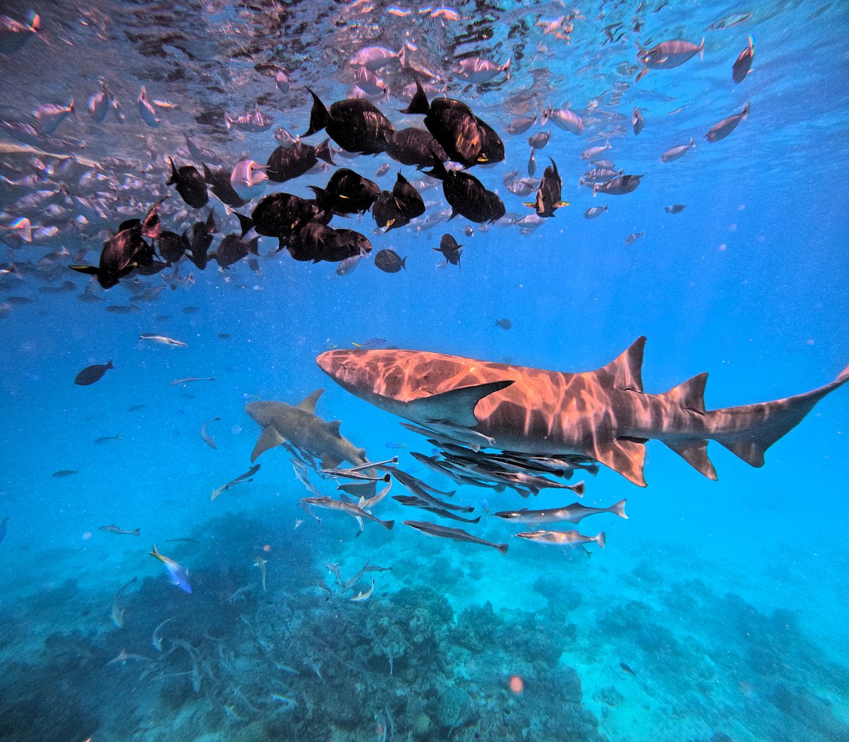 Ocean Adventures Package
